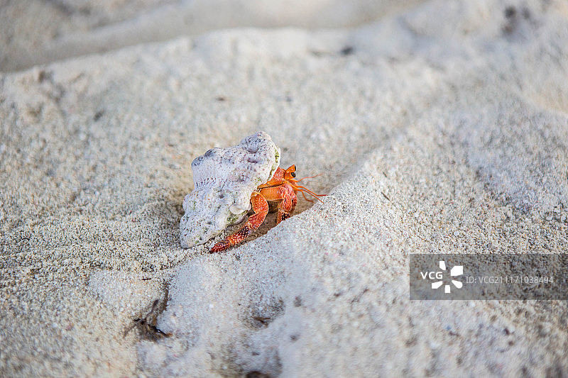 来自科科斯群岛的螃蟹图片素材