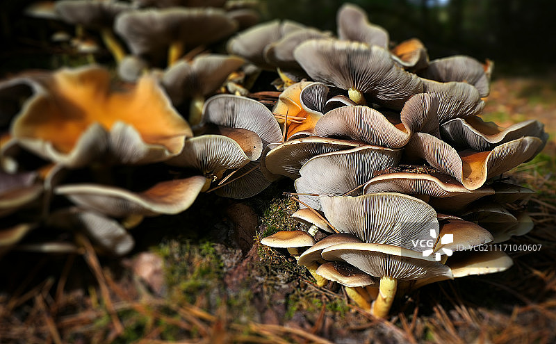 秋天的色彩图片素材