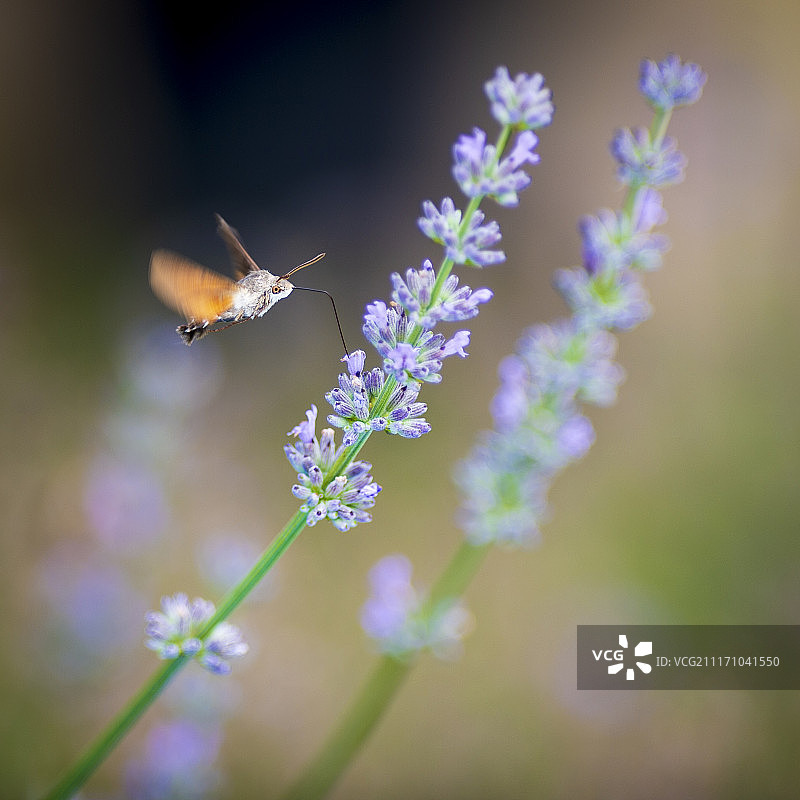 蜂鸟鹰蛾 3图片素材