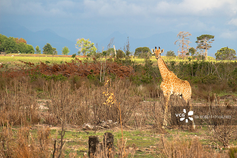 南非的长颈鹿宝宝图片素材