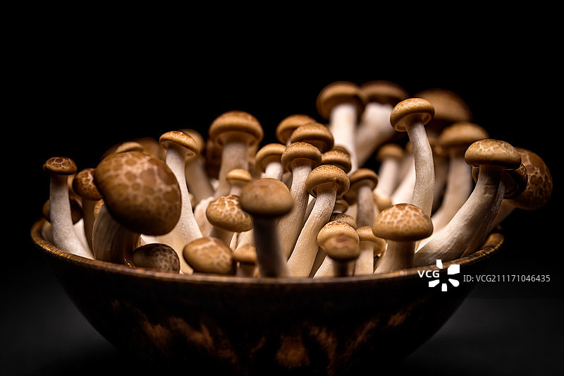 姬菇图片素材