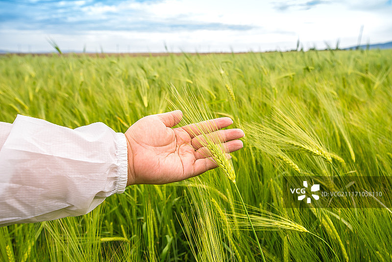 手扶麦子图片素材