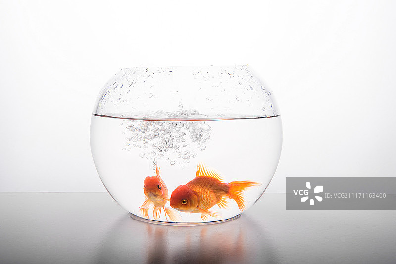 金鱼 透明鱼缸图片素材