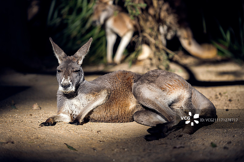 澳大利亚袋鼠图片素材