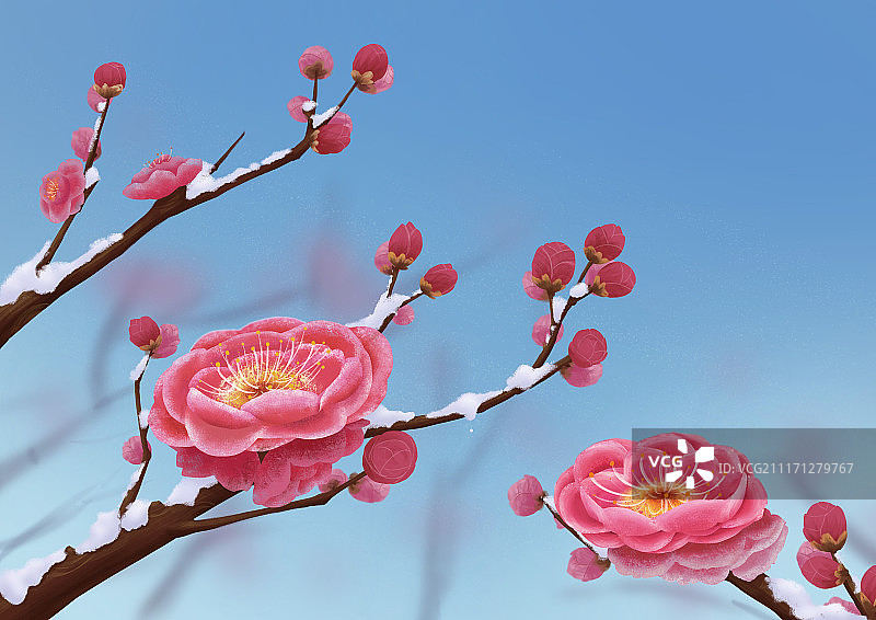 雪中梅花图片素材