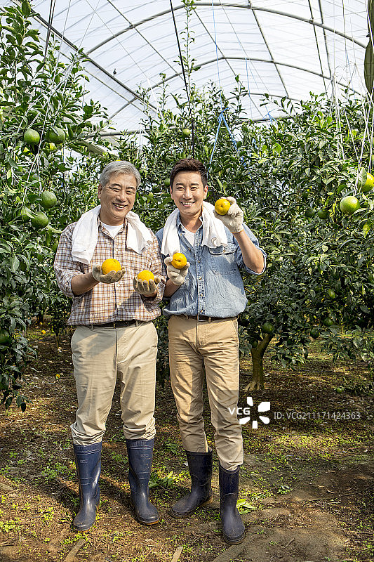 男人和中年男人站在温室里拿着汉拿峰橘子的摄影作品图片素材