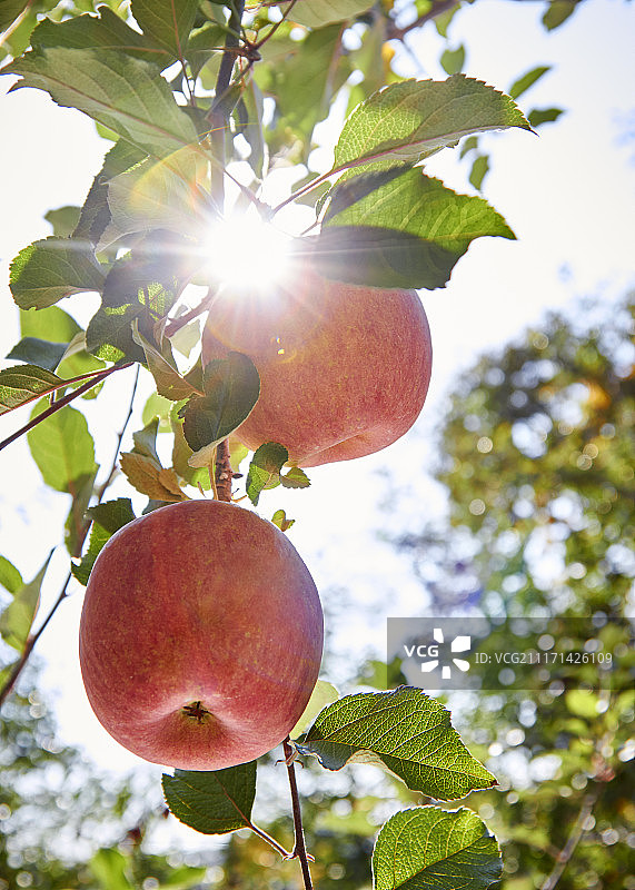 苹果树上的苹果图片素材