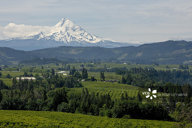 美国俄勒冈州胡德河的绿色景观，背景是白雪皑皑的胡德山火山图片素材