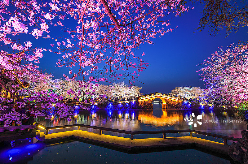 鼋头渚的樱花树图片素材