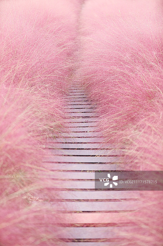 粉黛乱子草图片素材