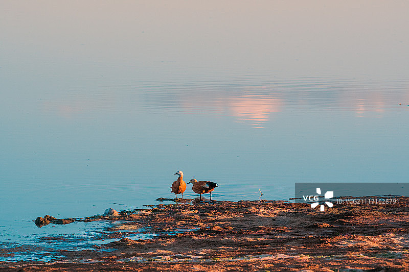 三江源自然保护区的赤麻鸭图片素材