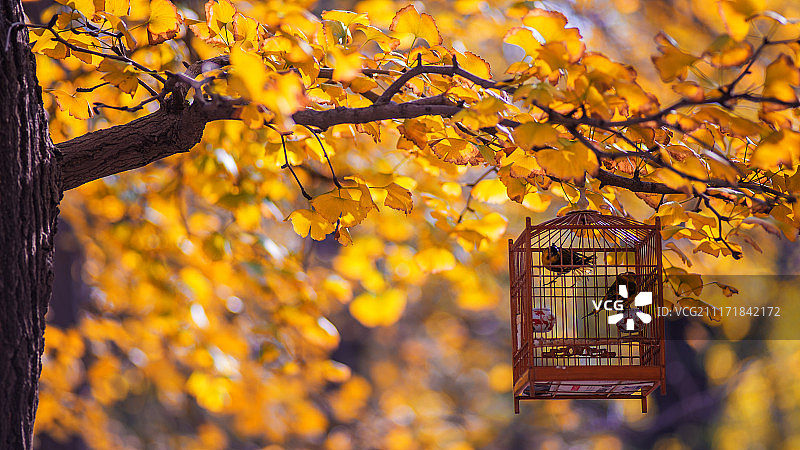 青岛秋天银杏树上的鸟笼图片素材