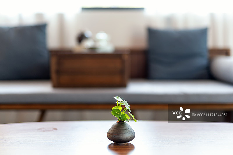 酒店内部桌上小绿植图片素材