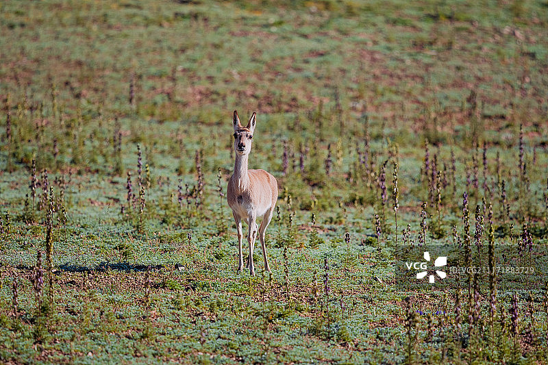 玛多县的黄羊图片素材