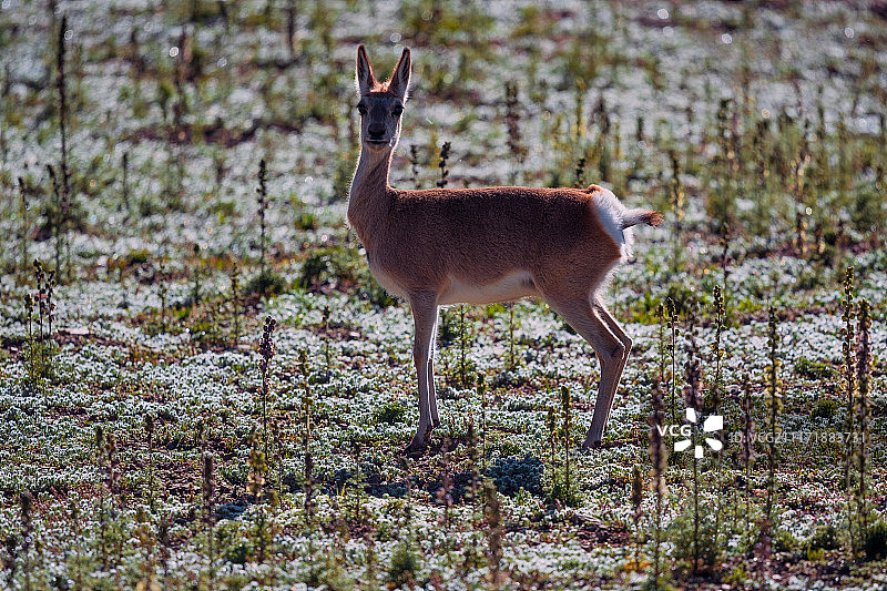 玛多县的黄羊图片素材