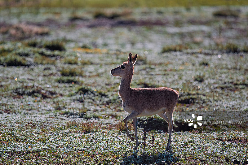 玛多县的黄羊图片素材