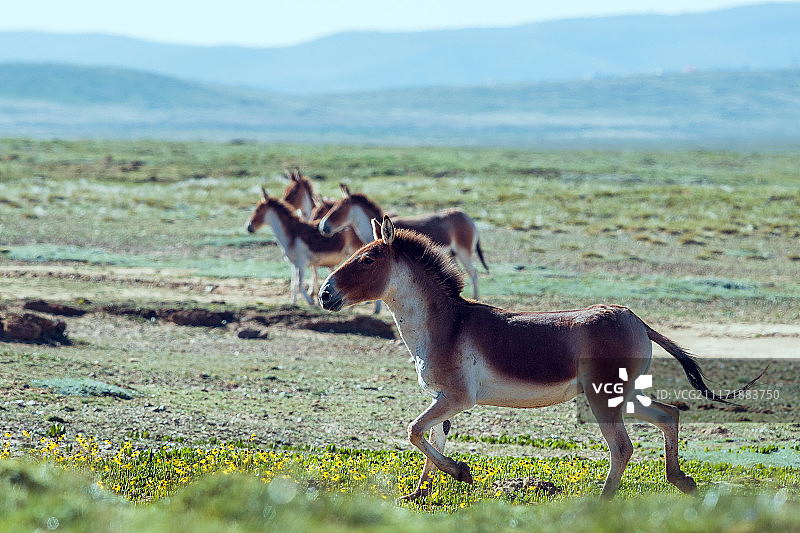 三江源自然保护区的藏野驴图片素材