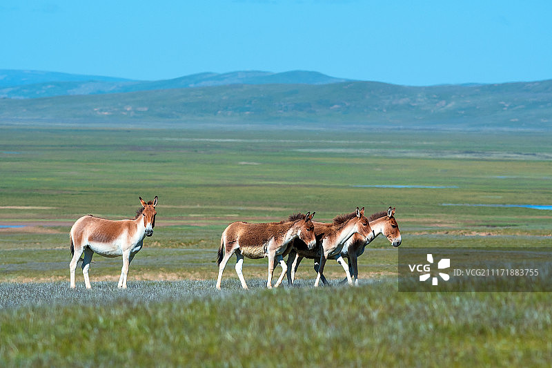 三江源自然保护区的藏野驴图片素材