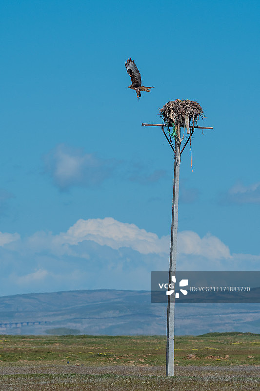 三江源自然保护区的鹰图片素材