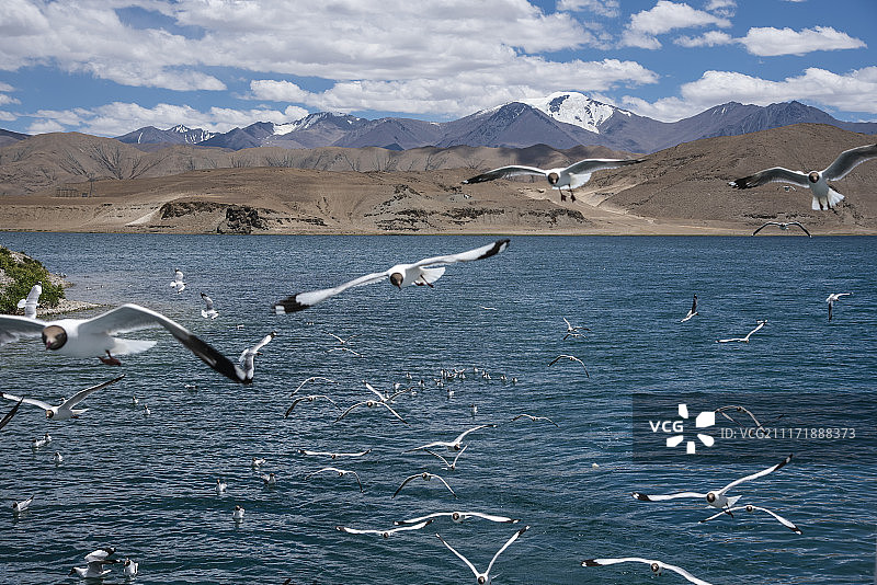 西藏班公措湖上的棕头鸥图片素材