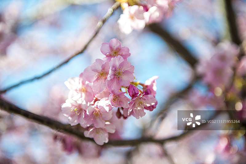 河津樱图片素材