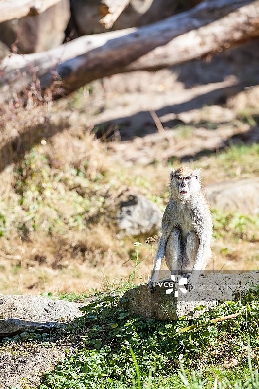 赤猴图片素材