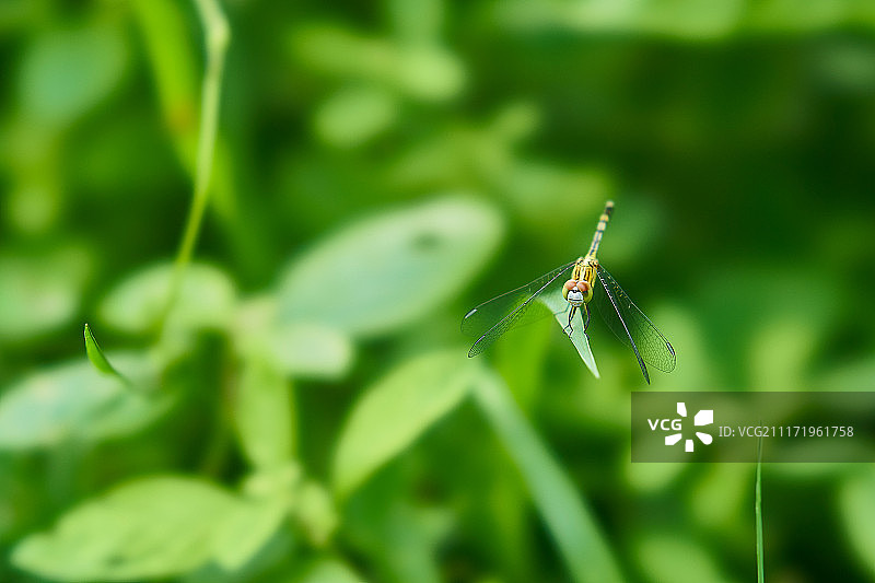 龙飞翔图片素材