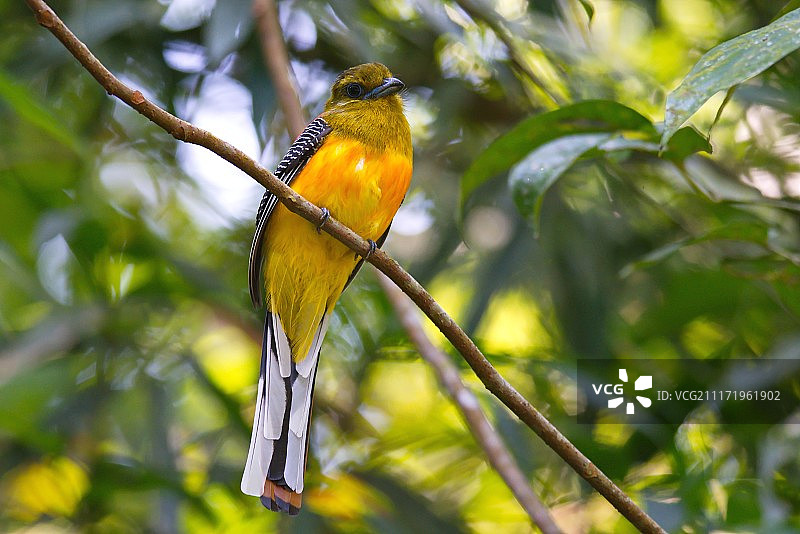 栖息在树枝上的橙胸咬鹃图片素材