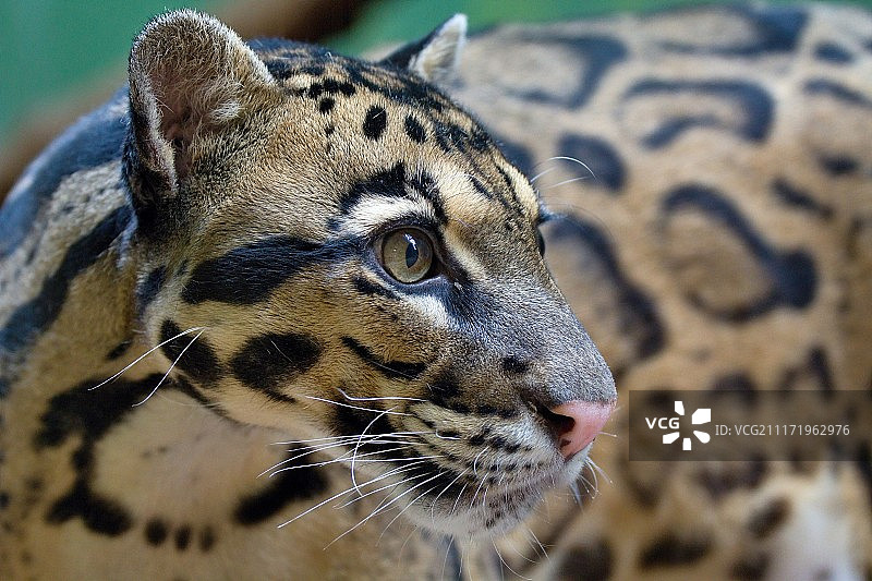 云豹 #4图片素材