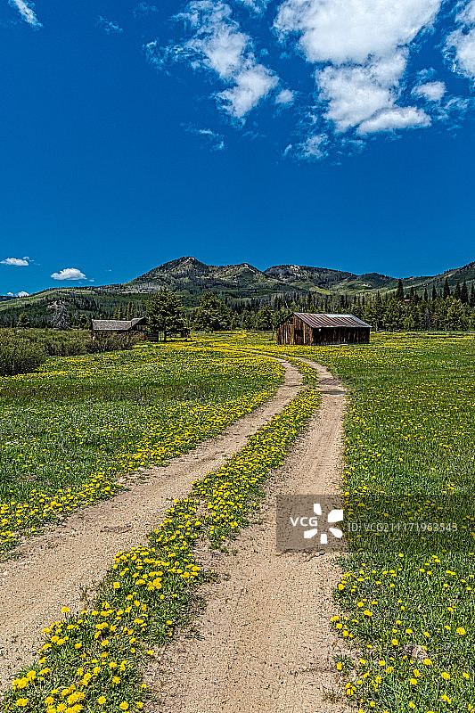 蒲公英小径图片素材