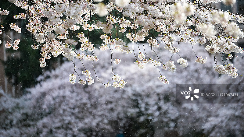 云、花和雨图片素材