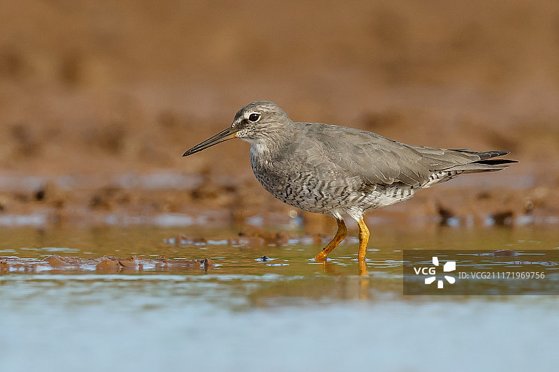 漂泊鹬图片素材