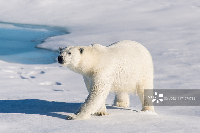 冰原上的北极熊图片素材