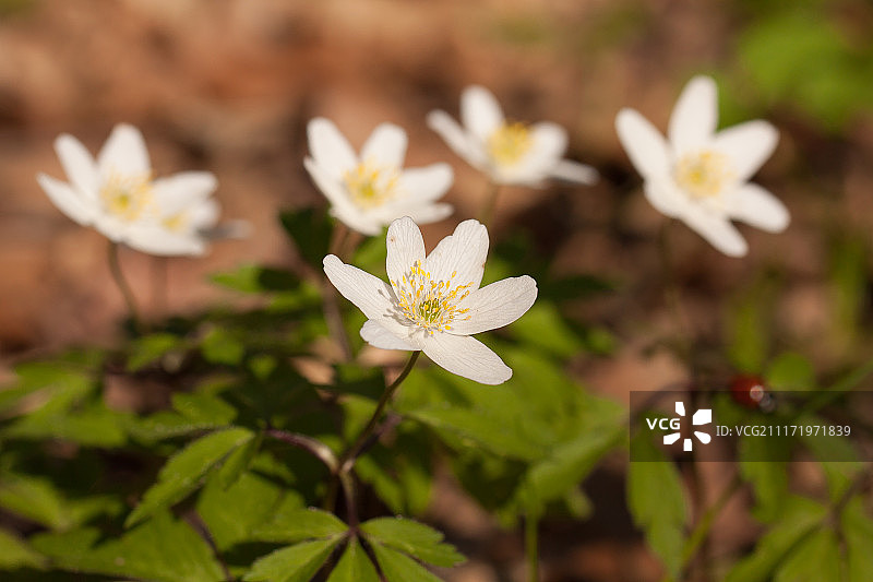 林木银莲花图片素材
