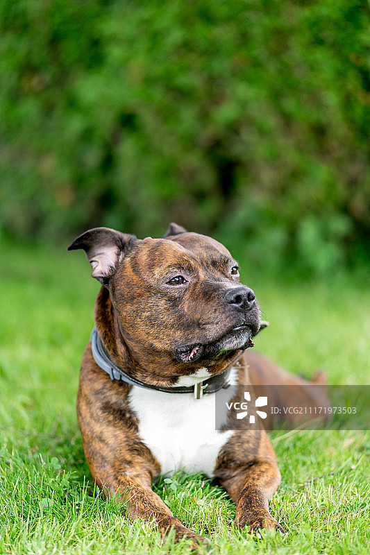 斯塔福郡斗牛梗犬品种横版照片图片素材