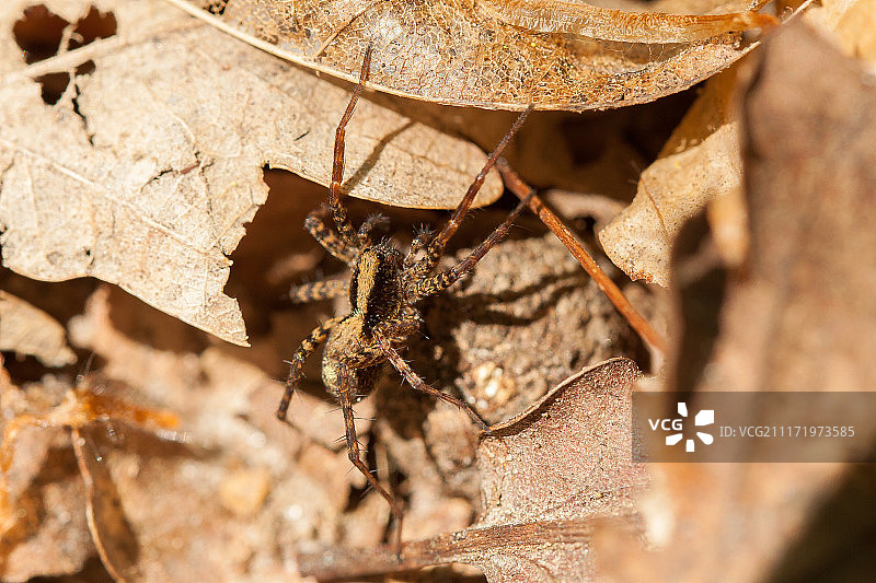 狼蛛-Pardosa Lugubris图片素材