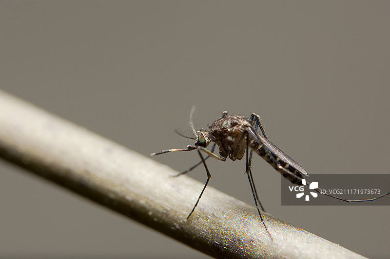树枝上的蚊子特写照片图片素材