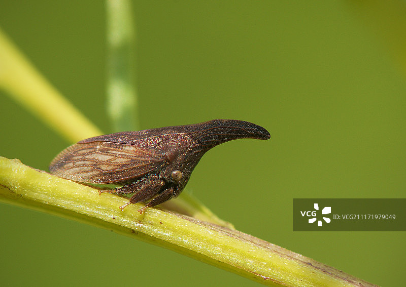 刺状模仿叶蝉图片素材