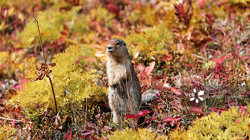 花栗鼠图片素材