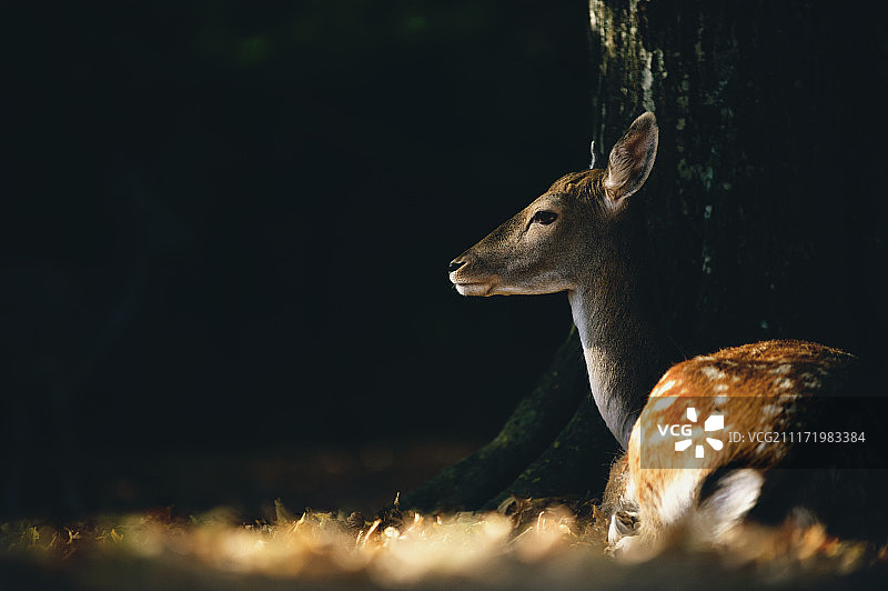 落叶中卧于树下的黇鹿图片素材