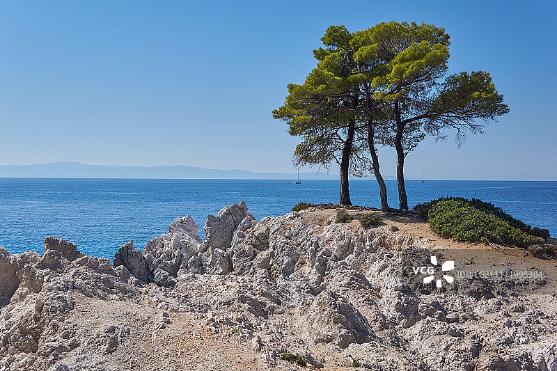 岩石海岸上的三棵树图片素材
