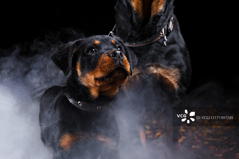 罗特韦尔犬图片素材