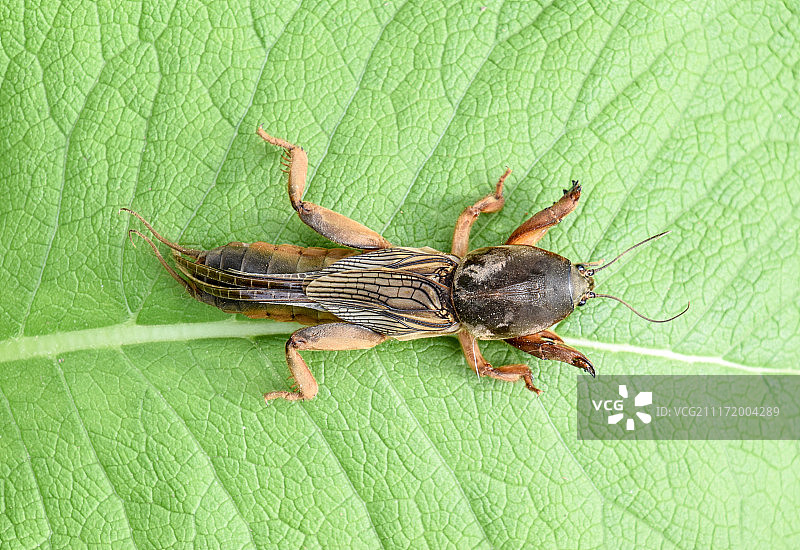 蝼蛄在草叶上，危害花园种植的害虫图片素材