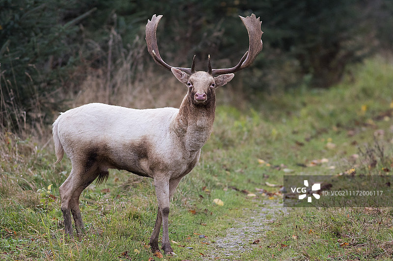 欧洲小鹿7图片素材