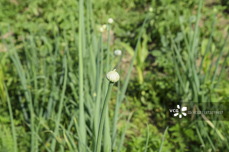 花园中盛开的洋葱花图片素材