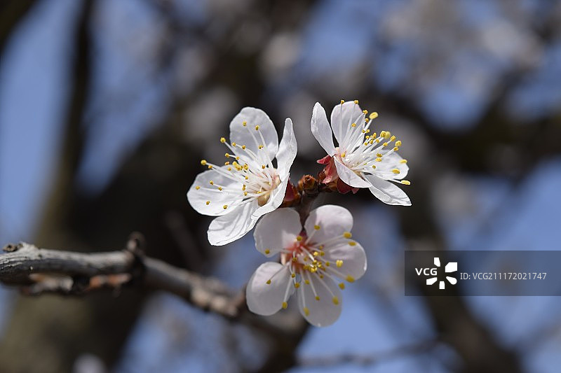 春季开花的树木，杏花授粉，花园里盛开的野生杏花图片素材