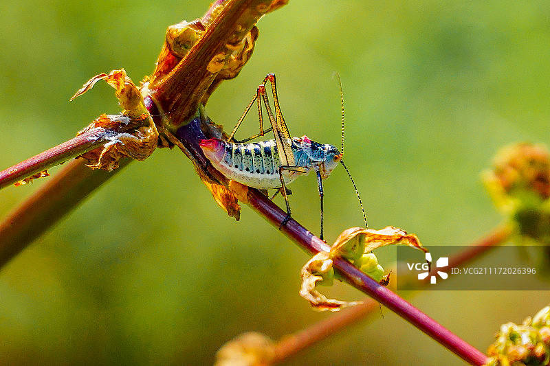 蚱蜢图片素材