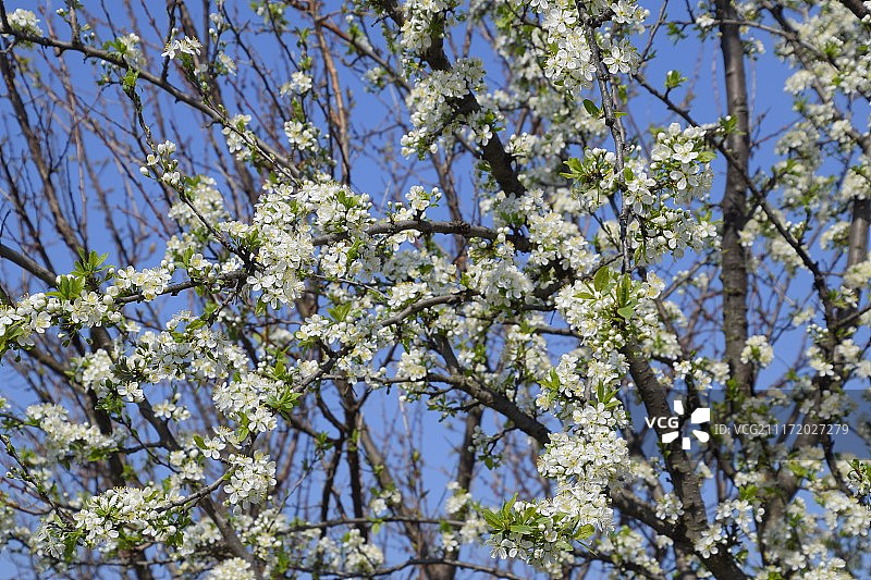 盛开的樱李梅：树枝上的李树白花，春日花园图片素材