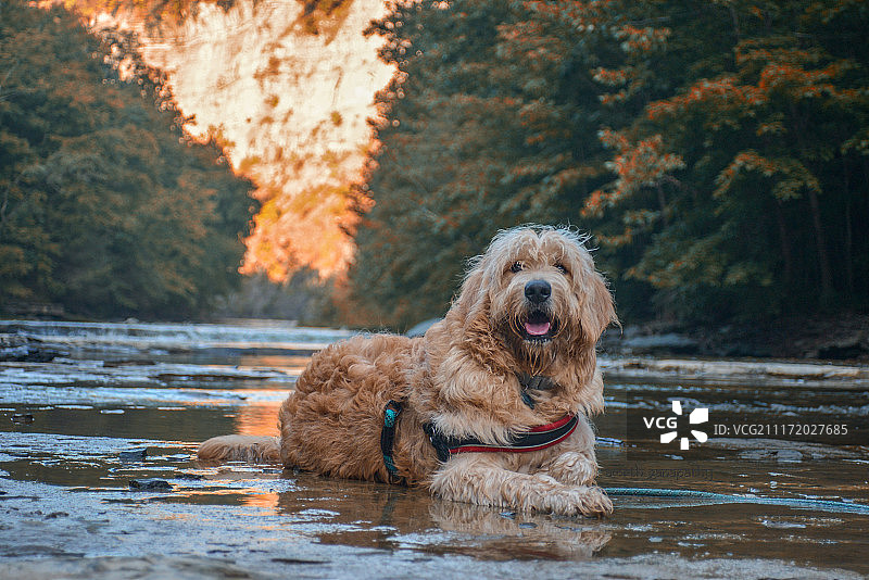 水猎犬图片素材