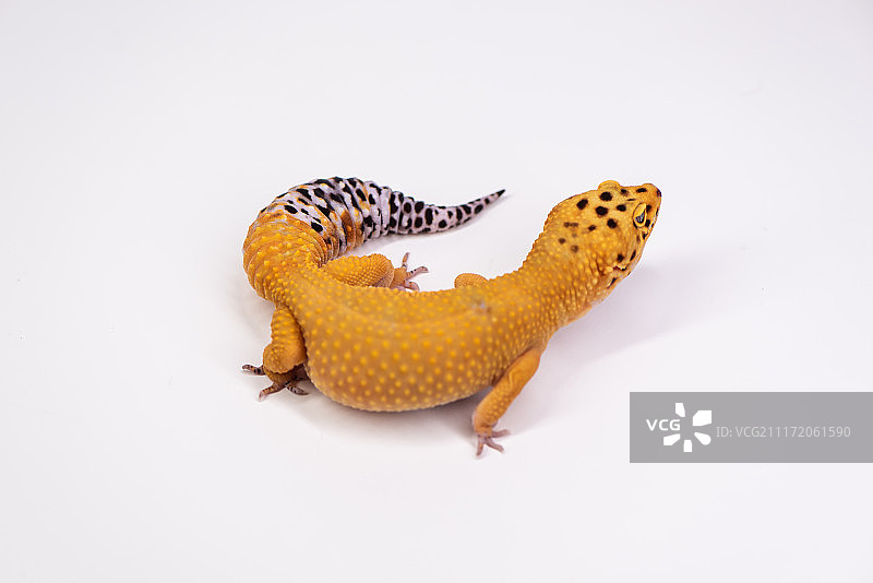 影棚白色背景守宫图片图片素材